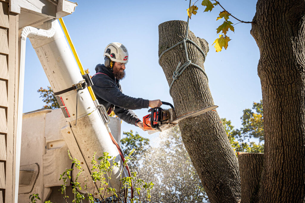 True Guardian Tree Services Tree Lopping