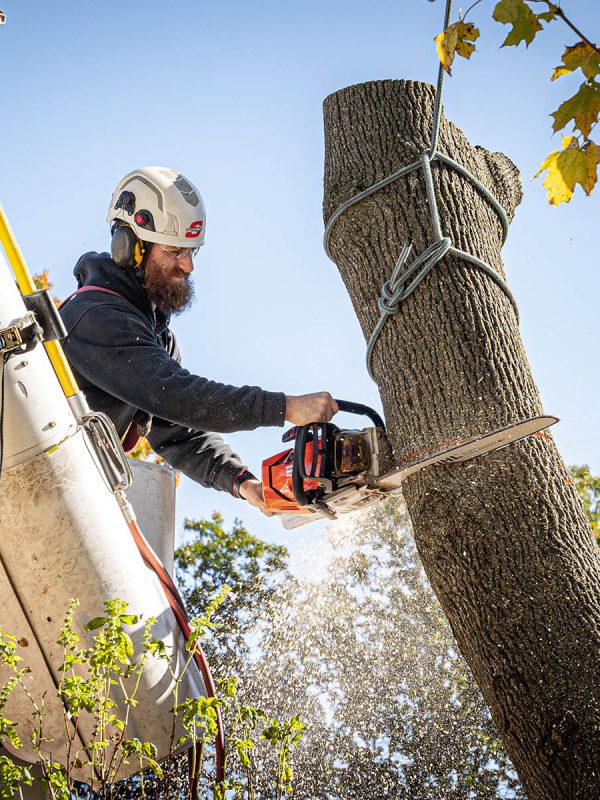 Tree Service Johnson City Tn