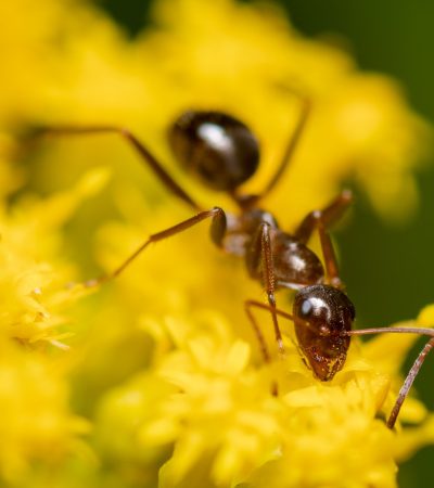 Macro view of a carpenter ant standing on a bright yellow flower