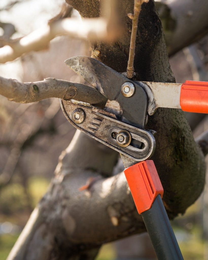 tree_pruning